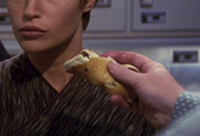 Starship image Blueberry Pancakes